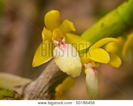 Wild Orchids In Forest Of Thailand