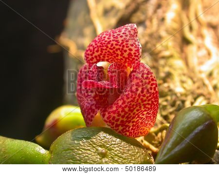 Wild Orchids In Forest Of Thailand