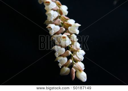 Wild Orchids In Forest Of Thailand