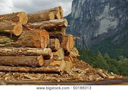 Wood Logs Stock Pile