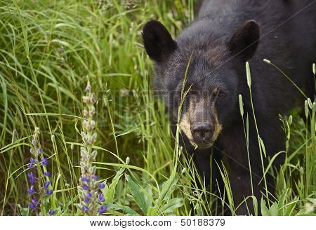Canadian Black Bear