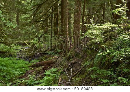 Olympic Forest Trail