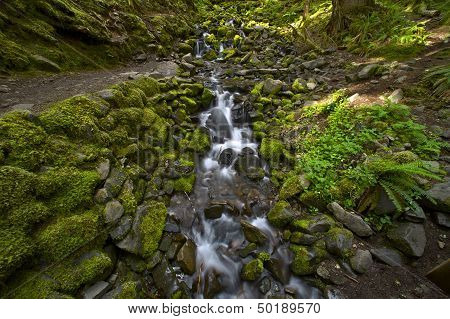 Hoh Rainforest Creek