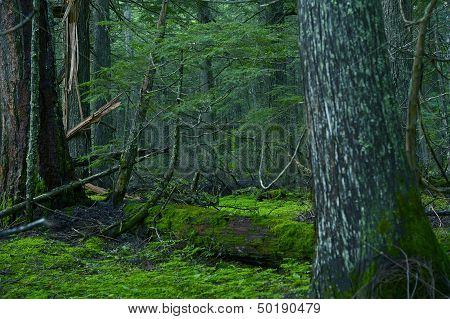 Deep Montana Forest