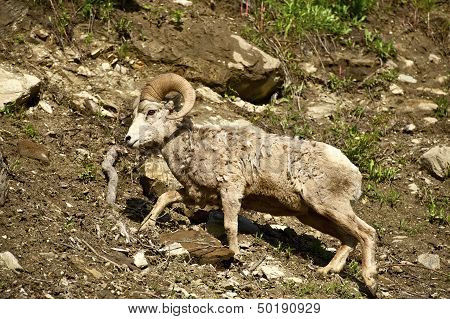 Montana Bighorn Sheep