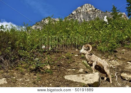 Glacier Bighorn Sheep