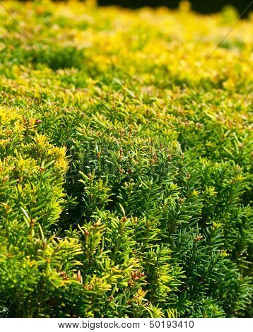 Nature Green Background