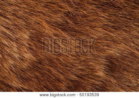 Brown Bear Coat