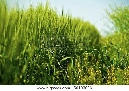 Rye And Grasses