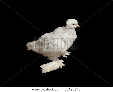 close up off  rare species white pigeon