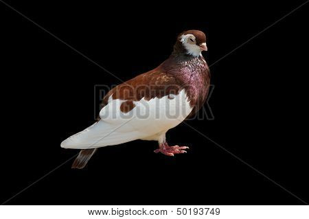 close up off  rare species pigeon