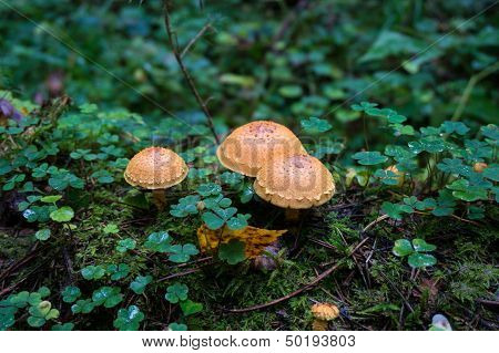 Nice mushrooms in the forest