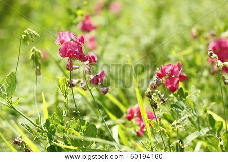 Red Flowers Of Leguminous Plant