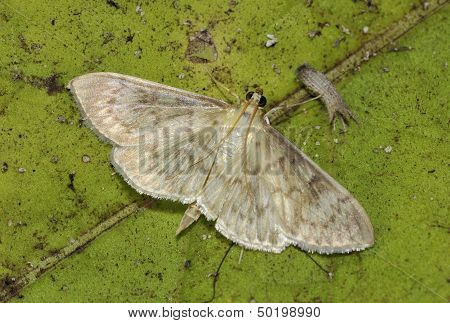 Mother of Pearl Moth