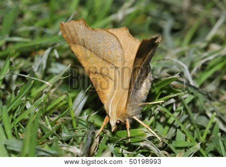 Dusky Thorn Moth