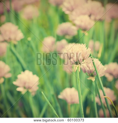 Purple flowers