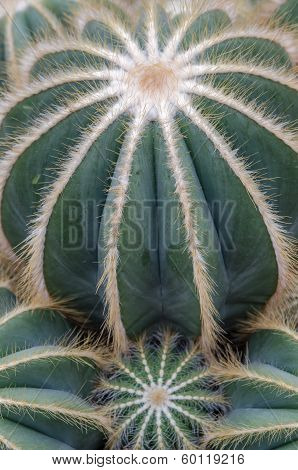 Cactus Plant