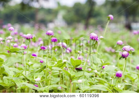 Globe Amaranth Flower
