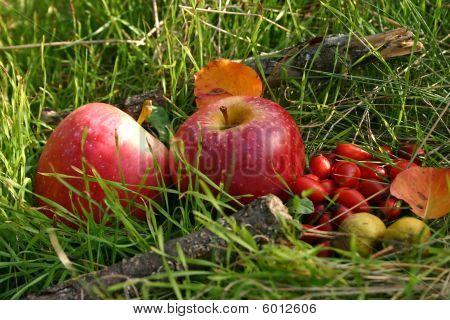 Red Apples And Briers