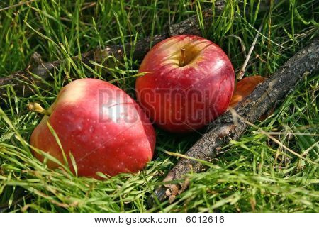 Red Apples