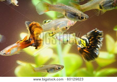 Guppy Multi Colored Fish