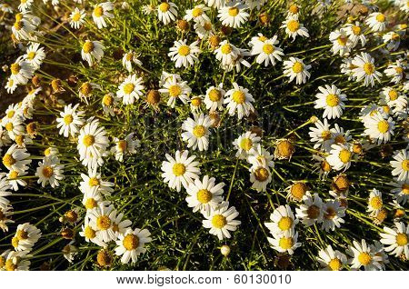 Camomilla Daisy Flowers