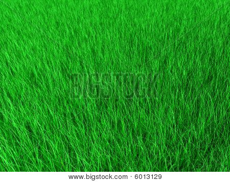 Erba verde