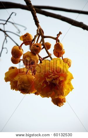 cotton tree butter cup exotic Asian flower