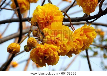 cotton tree butter cup exotic Asian flower