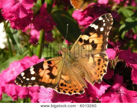 Farfalla