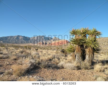 Yucca træ