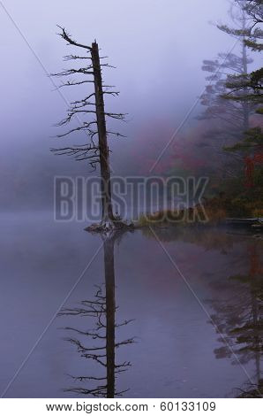 Tree Lake Fog And Autumn Colors