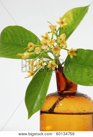 RUBIACEAE FLOWER, scent of Asian exotic flower