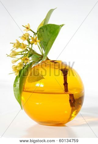 RUBIACEAE FLOWER, scent of Asian exotic flower