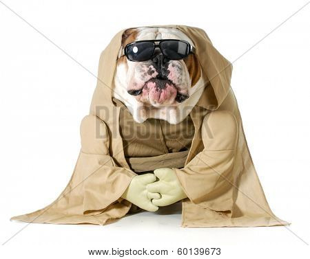 dog wisdom - english bulldog wearing munk costume isolated on white background