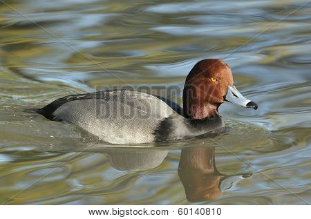 Redhead Duck