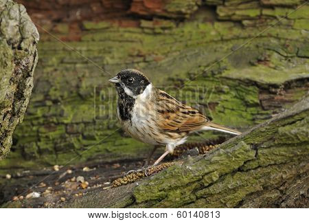 Reed Bunting