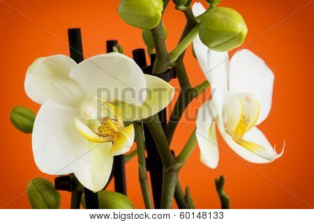 Beautiful Light Yellow Orchid Flowers With Buds