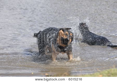 濡れた犬