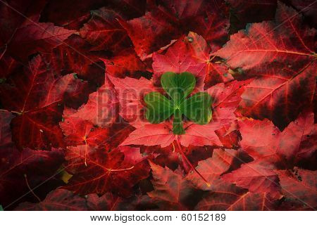 Irish-canadian Concept