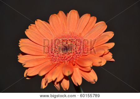 bright flower