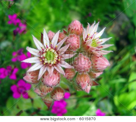 꽃의 Houseleek (sempervivum)입니다.