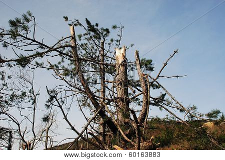 Rime Damaged Tree Near Canebola