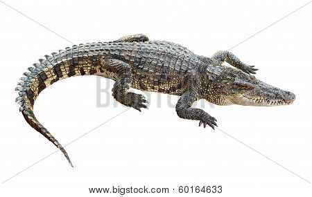 Wildlife Crocodile Isolated On White