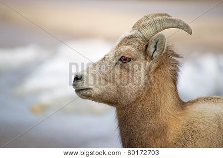 Bighorn Beauty