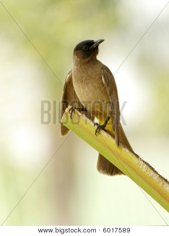 Sötét Capped Bul Bul