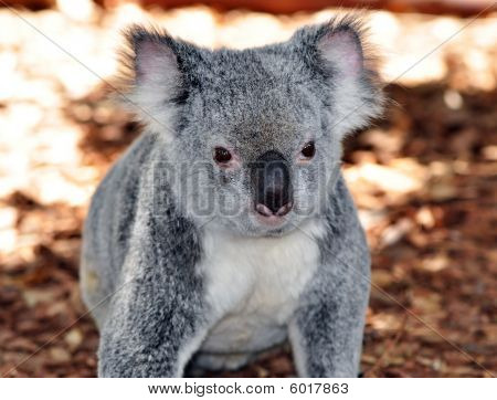 Koala