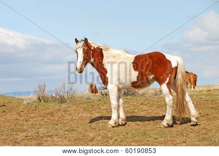 Desert Horses