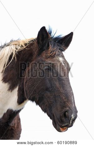 Desert Horses