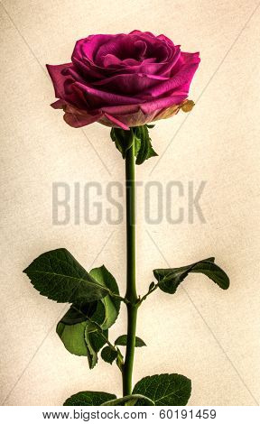 Red rose isolated on vintage white background
